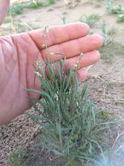 Streptanthus longirostris