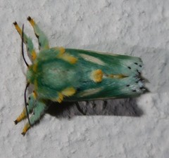 Coenobasis amoena