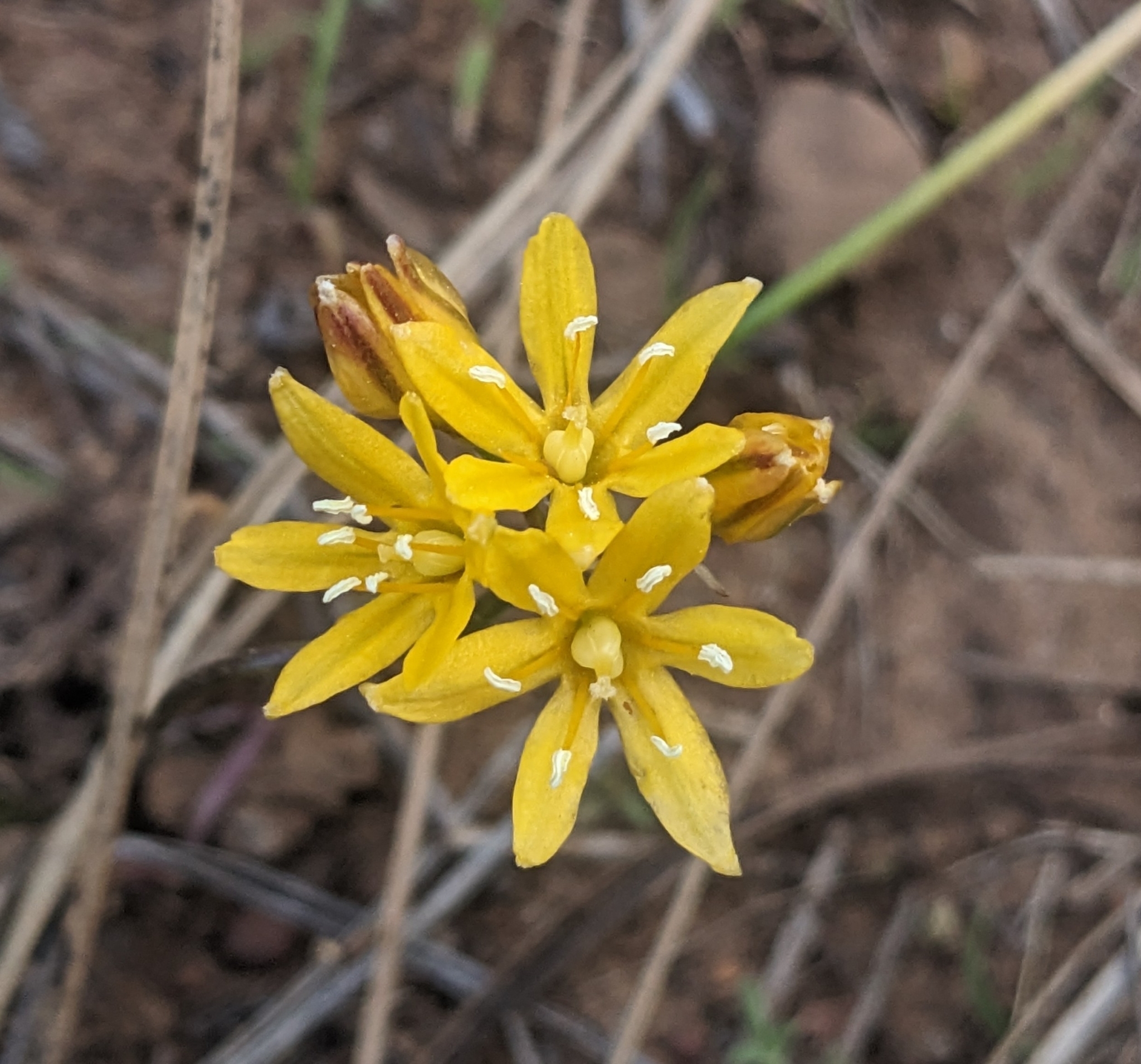 Oak Creek Tripletlily (Triteleia lemmoniae)