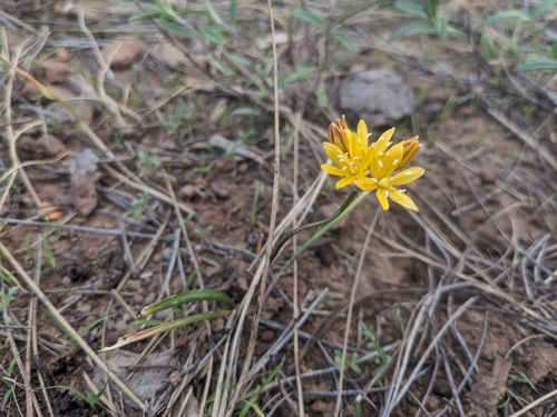 Image of Triteleia lemmoniae by (c) Alina Martin, some rights reserved (CC BY)