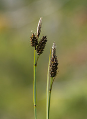 Carex stylosa