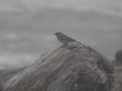 Fringilla coelebs