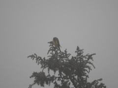Carduelis carduelis