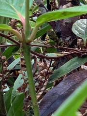 Anolis ventrimaculatus