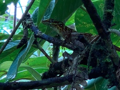 Anolis ventrimaculatus