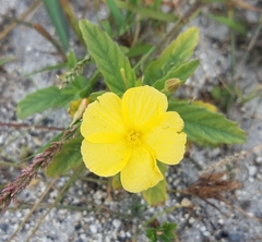 Passifloraceae
