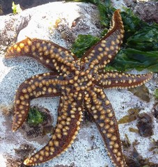 Meyenaster gelatinosus