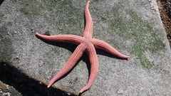 Stichaster striatus