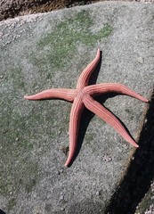 Stichaster striatus