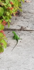 Iguana iguana