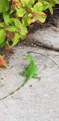 Iguana iguana