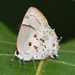 Lantana Hairstreak - Photo (c) Roger Rittmaster, some rights reserved (CC BY-NC), uploaded by Roger Rittmaster
