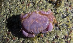 Paraxanthus barbiger