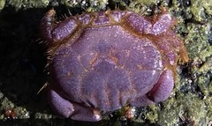 Paraxanthus barbiger