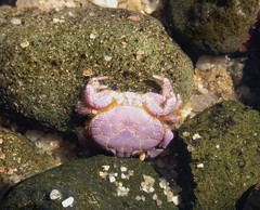 Paraxanthus barbiger