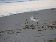 Calidris alba