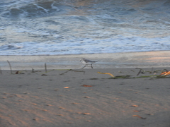 Calidris alba