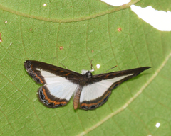 Nymphidium carmentis