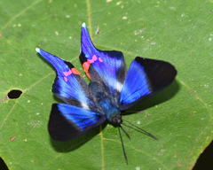 Rhetus dysonii
