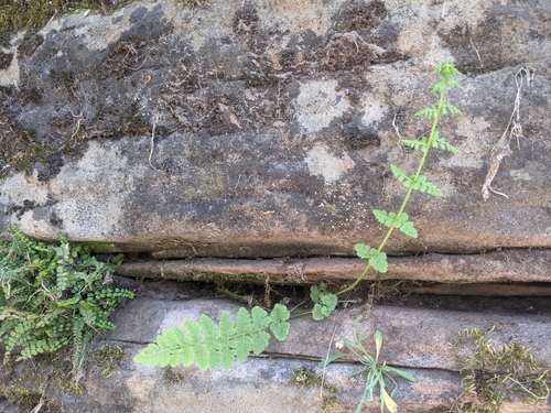 Image of Woodsia neomexicana by (c) Alina Martin, some rights reserved (CC BY)