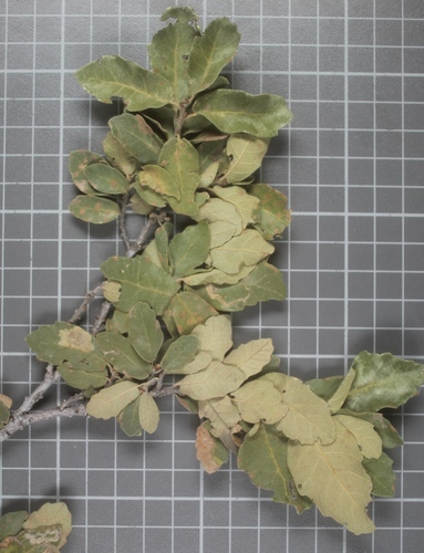 Littleleaf Oak