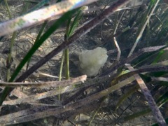 Phallusia mammillata