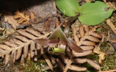 Chiloglottis triceratops