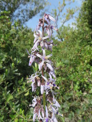 Petromarula pinnata