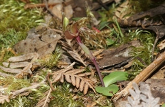 Chiloglottis triceratops