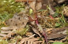 Chiloglottis triceratops