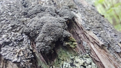 Pannaria conoplea image