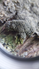 Pannaria conoplea image