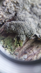 Pannaria conoplea image