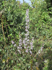 Petromarula pinnata
