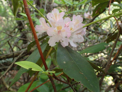 Image of Rhododendron minus by (c) George Williams, some rights reserved (CC BY)