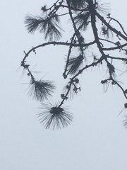 Pinus