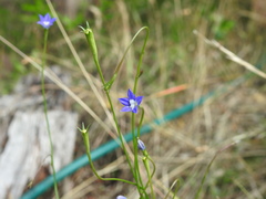 Wahlenbergia violacea