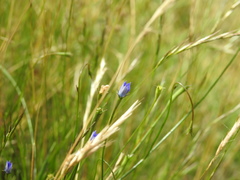 Wahlenbergia violacea