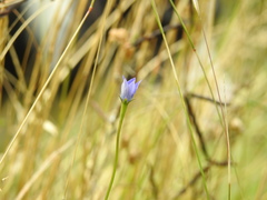 Wahlenbergia violacea