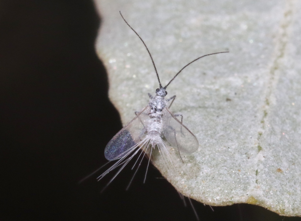 Scale Insects from Riverside County, CA, USA on May 28, 2023 at 07:25 ...