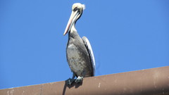 Pelecanus thagus