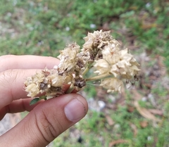 Magnoliopsida