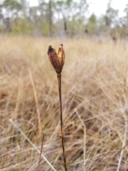 Lilium catesbaei image