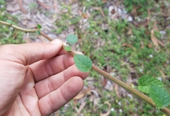 Magnoliopsida