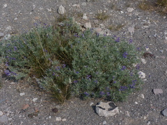 Lupinus obtusilobus