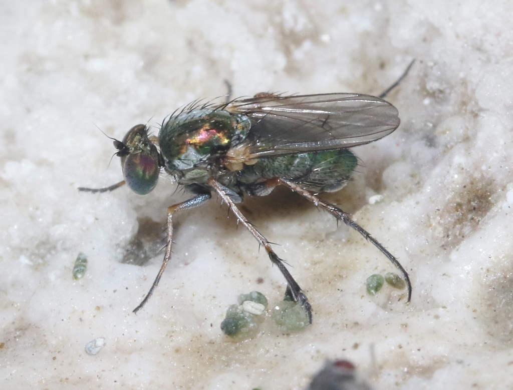 Tachytrechus granditarsus