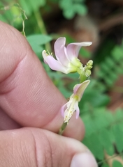 Abrus precatorius
