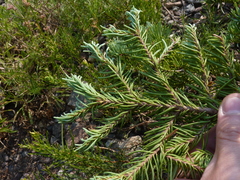Abies magnifica shastensis