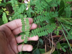Abrus precatorius