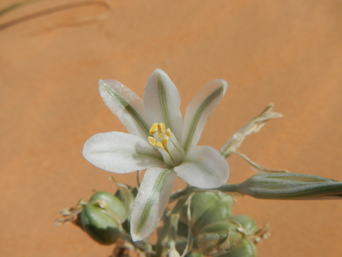 Albuca image